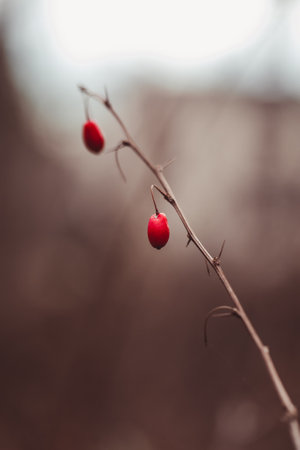 Red rosehip berries on a branch in the autumn forest. Selective focus.の写真素材