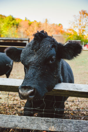 Cows on a farm in the fall. Cattle in the paddock.の写真素材