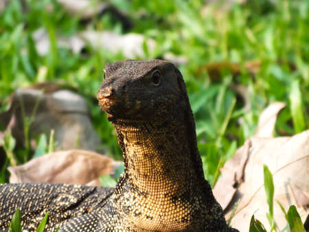 Giant lizard alerting when humans come nearの写真素材