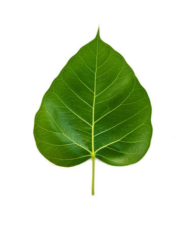 Bhodi Leaves (isolation)