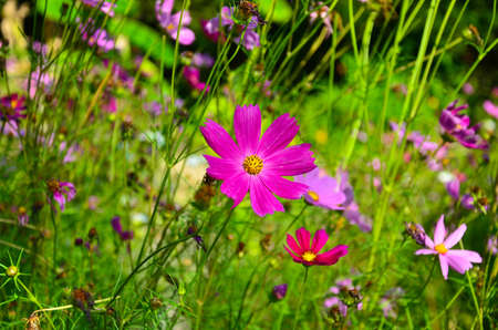 flower blossoming in the daylight field of natureの写真素材