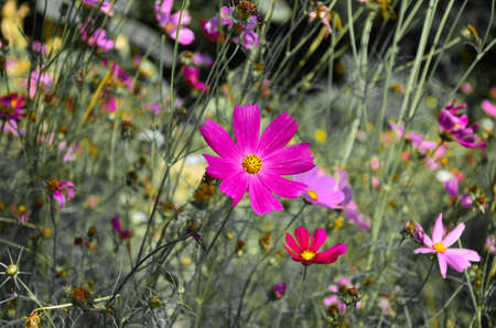 Pink flower is blooming in the fading backgroundの写真素材