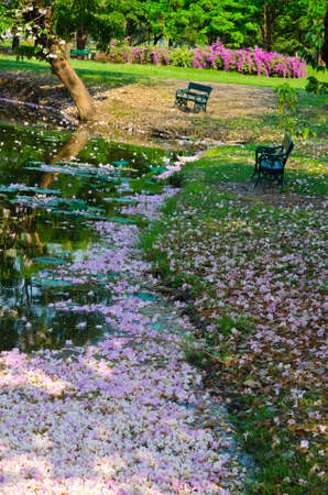 Sakura is falling so the pond is covered with pinky sakuraの写真素材