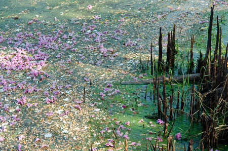 A small natural pond is polluted  when things such as garbage, leaves, and flowers fall into it.の写真素材