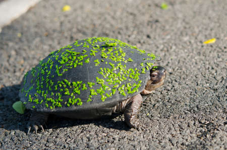Turtle on the road, trying to cross the street and finding itの写真素材