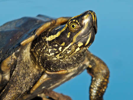 A turtle resting on the rock in the small pondの写真素材