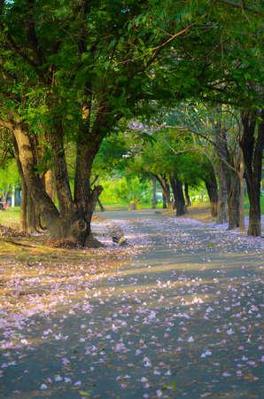 a beatiful path under the tree-tunnel with pink flowers on the groundの写真素材