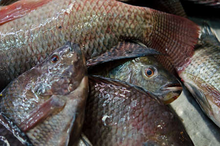 Life fresh-fish selling in the market of Thailand. Ready to be slaughter and sell for ingredients.のeditorial素材