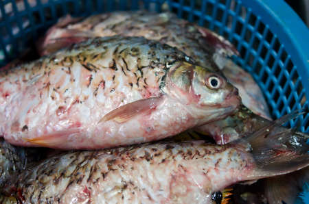 Dead fish selling in the market of Thailand. Ready to be slaughter and sell for ingredients.のeditorial素材