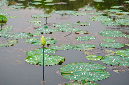 Big lotus pond in Thailandの写真素材