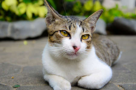 A kitten look sleepyの写真素材