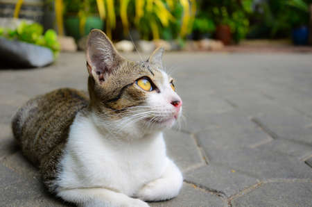 A cute little kitten looking up.の写真素材