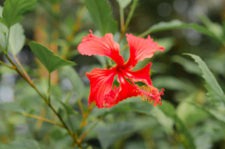 Red Chinese Rose pollen with extreme closeupの写真素材