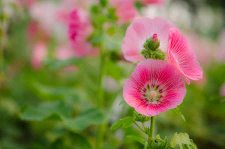 Pink Hollyhock blossoming.の写真素材