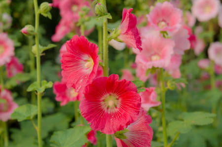 Red Hollyhock blossomingの写真素材