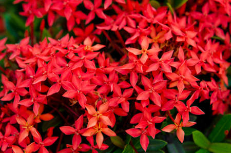 Bunch of red Ixora  It is in the  Rubiaceae  family の写真素材