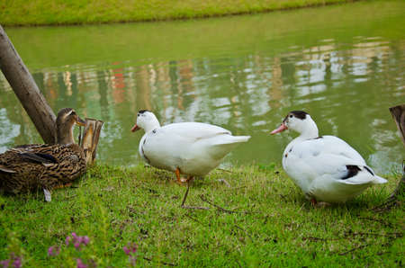 Three ducks near the green pond in the rural areaの写真素材