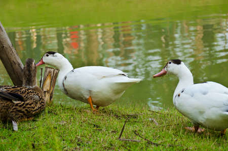 Three ducks near the green pond in the rural areaの写真素材