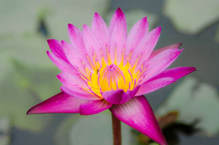 Beaitiful pink lotus in the middle of the pondの写真素材