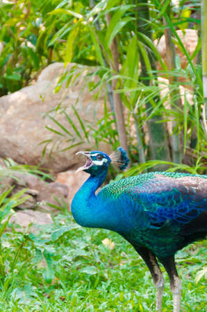 An Indian peafowl is calling out for a female in the wilderness の写真素材