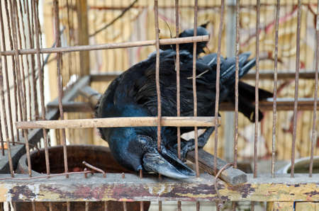 A blind crow is seeking its freedom  It is in bad condition and trying to break free by biting the wire cage over and over again の写真素材
