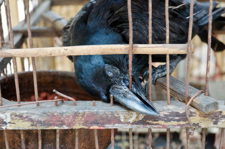 A blind crow is seeking its freedom  It is in bad condition and trying to break free by biting the wire cage over and over again の写真素材