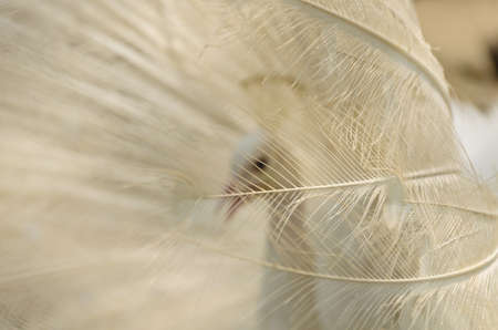 Albino peafowl tail-feathers in detailsの写真素材