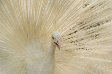 Albino peafowl is spreading it s tail-feathersの写真素材
