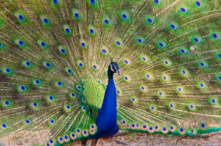 An Indian peafowl is spreading it s tail-feathers to the femaleの写真素材