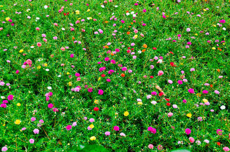 Field of colorful flora, standing agaist harsh daylight