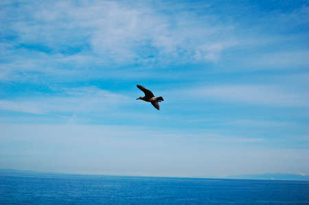 The blue ocean with blue sky blackground with sea gull の写真素材