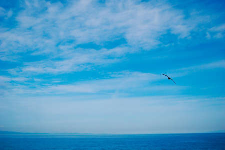 The blue ocean with blue sky blackground with sea gull の写真素材
