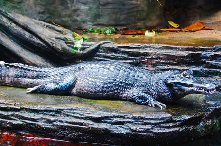 A fresh water alligator resting on the natural riverside の写真素材