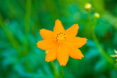 Closeup of a Melampodium flower with blurry background