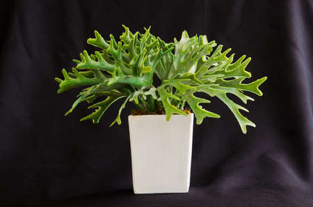 Ridleyi Fern in the white little pot, on the black cloth backgroundの写真素材