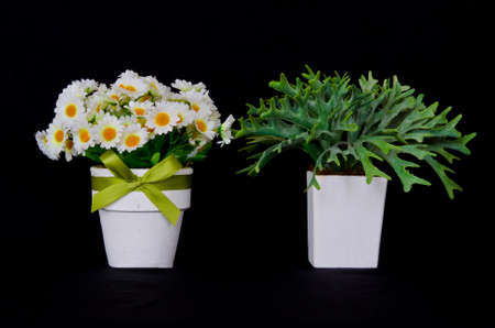 Daisy and Ridleyi Fern on black isolation background.の写真素材