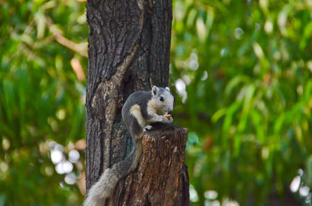 The squirrel is eating a dry fruit while standing on a tree trunkの写真素材
