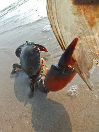 Aggressive crab attacking a shell on the sunny shoreの写真素材