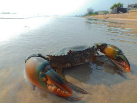 Giant crab on the shoreの写真素材