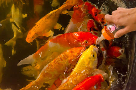 Feeding Carp fish with baby milk bottle in Thailand Carp farmの写真素材