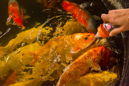 Feeding Carp fish with baby milk bottle in Thailand Carp farmの写真素材