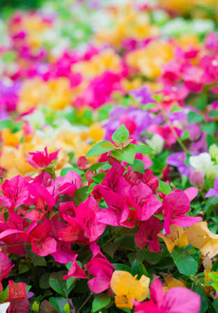 Colorful Kertas flower in the wood, standing agaist the harsh daylightの写真素材