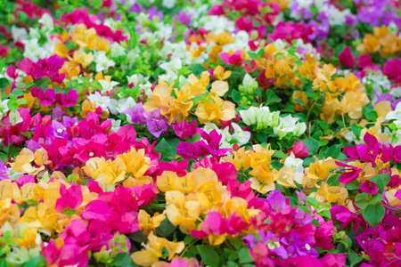 Colorful Kertas flower in the wood, standing agaist the harsh daylightの写真素材