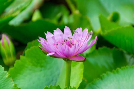 Beautiful pink lotus in the middle of the pond with bees insideの写真素材