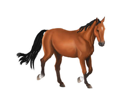 A beautiful horse isolated in grey backgroundの写真素材