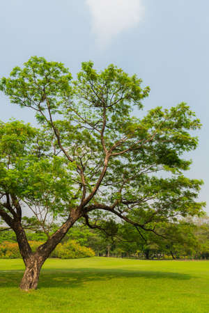 Great old Oak tree in Harsh daylight of Thailandの写真素材