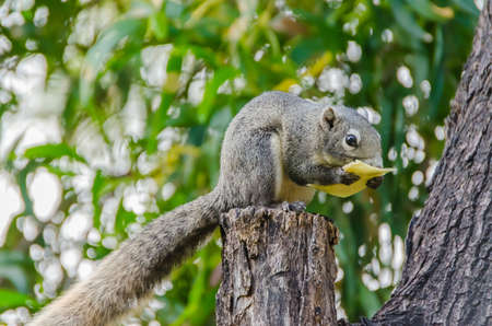 Grey Squirrel eating piece of fruit on the tree topの写真素材
