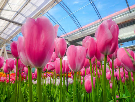 Field of pink Tulip in the greenhouse with blue skyの写真素材