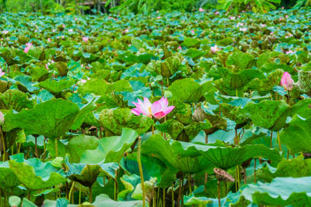 Great lotus pond with wilderness atmosphere in Thailandの写真素材