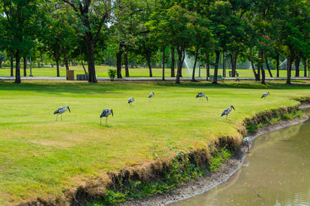 Flock of herons in the public park of Thailand. They emigrate from marshland to natural habitant in...
